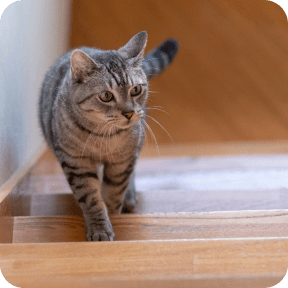 一戸建て、複数階の