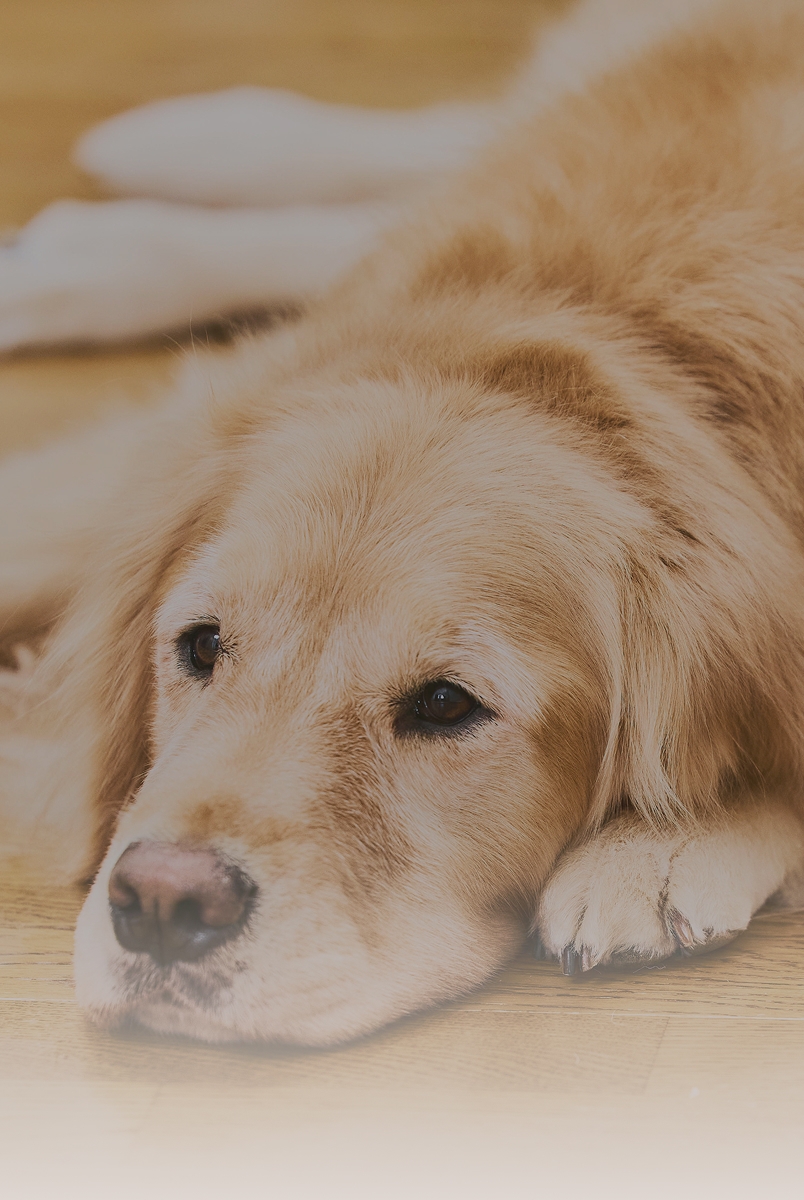 お留守番中の犬