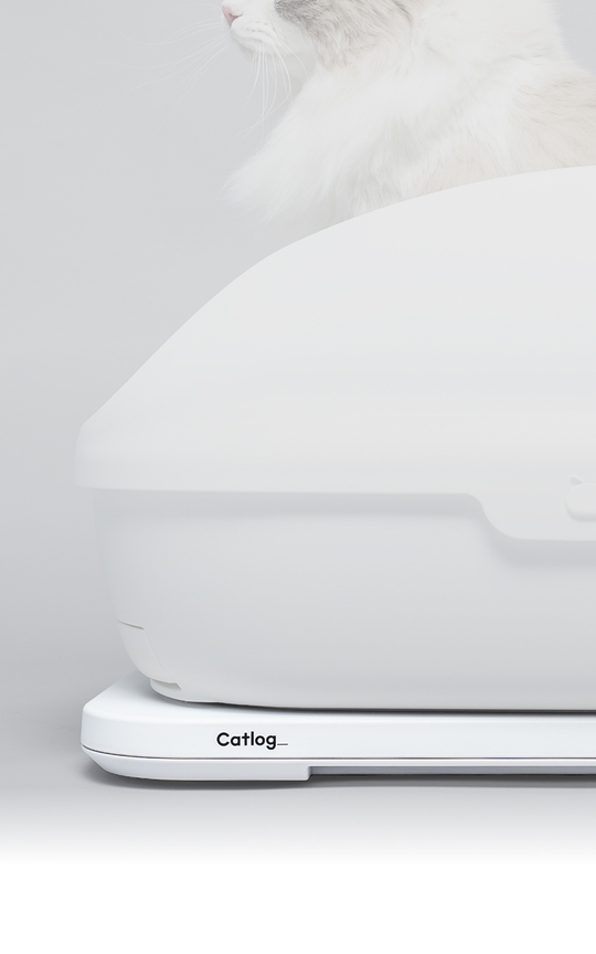 いつものトイレで愛猫の異変を見逃さない