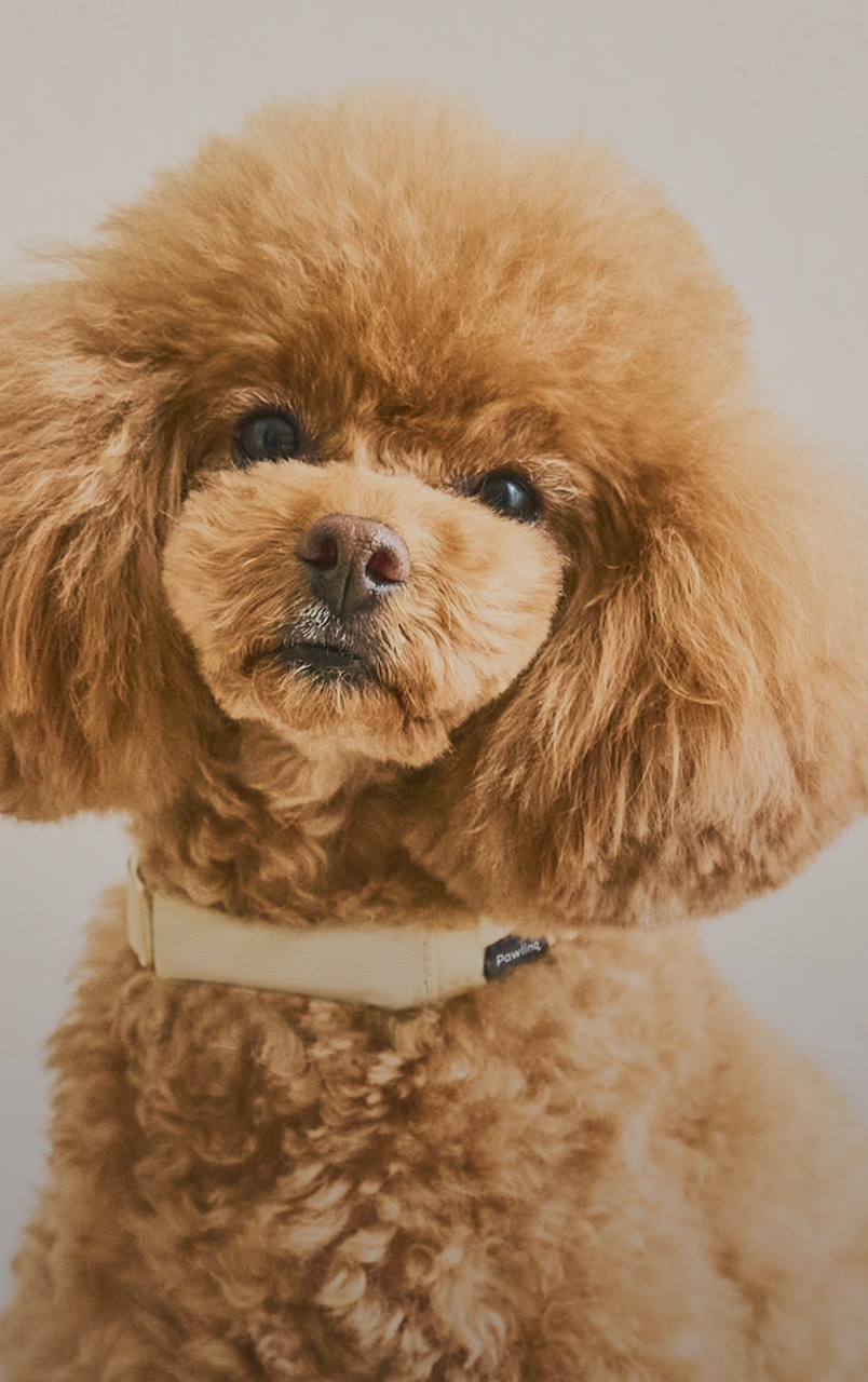 Pawlinq デザイン