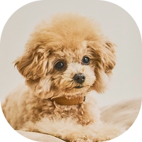 安静時呼吸数 体温変化